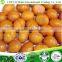 organic chestnut