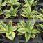 Golden Green Sansevieria for Indoor Ornamental Bonsai Plants