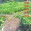 orange fruit trees seedling