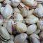 Good quality ! Pistachio opening machine Pistachio nut opening machine Pistachios opening machine for sale