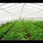 Multi span PE Cover Film PE greemhouse film for vegetable greenhouse