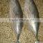 newly skipjack tuna