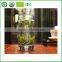 China Famous white tea Fuding white tea, bai hao yin zhen, Fujian white silver needle