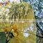 90*110 cm Yellow Mono filament PE date palm cover bags