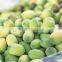 Vietnam Lotus seed