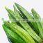 100% NATUARL VACCUUM FRIED OKRA CHIP ORGANIC FROM VIET NAM