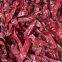 HL dry red chili spicy