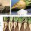 new technology sugar beet plant
