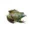 Automatic Bullfrog Food Pellet Making Machine