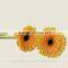 Export high quality foam gerbera flower gerbera flower seeds with 70-80cm long from Yunnan, China