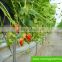 Strawberry Hydroponics