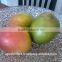 Apex Supplies Quality Mango Juice Powder / Mango Fruit Juice Powder Spray Dried / Mango Pulp Powder