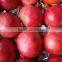 FRESH WONDERFUL POMEGRANATE