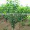 sweet fresh Cherry seedling
