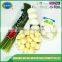 New crop and best quality sprouted garlic