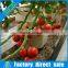 Dutch bucket hydroponics photo for tomato greenhosue