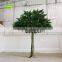 GNW BTR161031-002 8ft Autumn Maple Tree Landscaping Trees For Outdoor