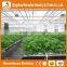 Agricultural Greenhouses For Soilless Hydroponics / Nft Systems For Tropical And Desert Areas