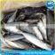 Frozen Fish Scomber Japonicus Pacific Mackerel