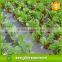 Biodegradable Vegetation Cover PP SpunBond Non woven Fabric/Wholesale Cheap Fabric polypropylene Nonwoven for Garden Cover
