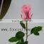 For Friend Gift High Quality Natural Preserved Roses Flowers Farm Wholesale For Gift Ramadan Gift From Yunnan