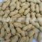 Hot sale roasted peanut in shell with good quality