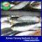 Frozen Sardine Fish For Bait And Canning