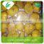 Water wholesale frozen chestnuts starch