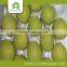 bulk fresh shandong pear