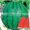 Chinese High Sweetness Hybrid Green Watermelon Seeds For Cultivation-Invincible Jingxin