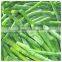 AAA grade broad green beans in China for export