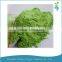 2015 Organic wheat grass extract powder
