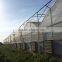 Baolida cheap vegetables tunnel greenhouse