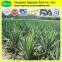 High quantity yucca extract/yucca extract powder/yucca p.e.