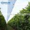 140 / 145gsm uv treated woven film transparent clear HDPE tarp in roll for fruit trees rain protection