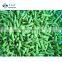 Sinocharm BRC A Approved 3-5CM IQF Long Bean Sliced Cut Frozen Asparagus Bean