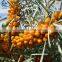 Sinocharm BRC Certified IQF Berries Fruit Frozen Sea Buckthorn