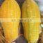 Automatische Ananas- und Mangop?lmaschine, Kiwi- und Apfelschneid- und -sch?lmaschine