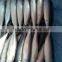 300-600G per pc Frozen Pacific Mackerel Fish From Ocean