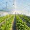 Multi-span Greenhouses for Strawberries