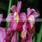 Natural Plants Orchid Plant For Wholesale