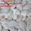 CHINESE SNOW WHITE PUMPKIN SEEDS FOR SAUDI ARABIA 11cmup 13 cm up 11mm up 13 mm up