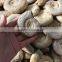 natural snail fossils ammonite fossils for sale