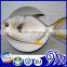 High Quality Frozen Whole Golden Pompano