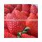 uniformed shape Strawberry Type fresh strawberry, festival type