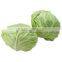Cabbage Type and Cruciferous Vegetabless Product Type Fresh Cabbage