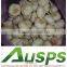 china fresh good quality natural garlic wholesale price