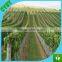Factory direct HDPE hail prevention net /anti-bird net for agriculture