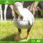KAWAH Garden Decoration Customized Attractive Artificial Animatronic Bird