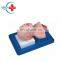 HC-S034 Neonatal tracheal intubation training model/simulator/mannequin/manikin